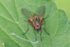 Mydaea corni